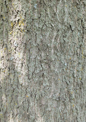 Pin Oak Bark